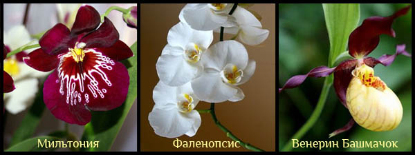 Первый вид орхидей