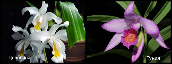 Третий вид орхидей