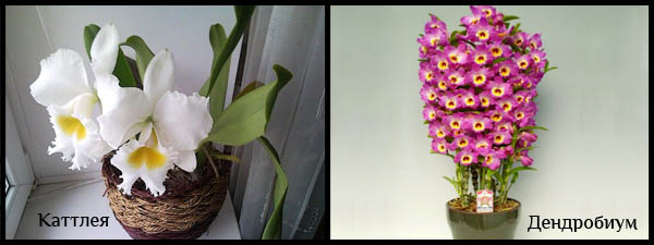 Второй вид орхидей