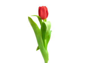 Тюльпан - внешний вид